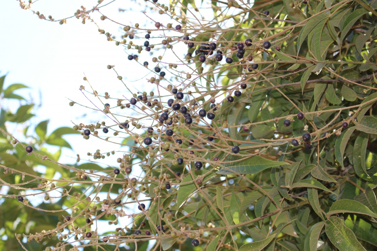 Vitex altissima L.f.